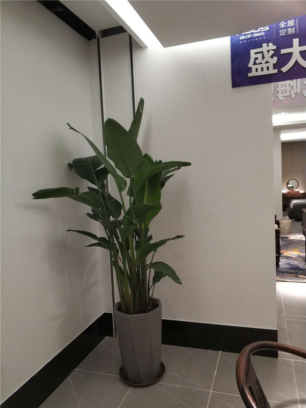 辦公室門(mén)口中型綠植租..